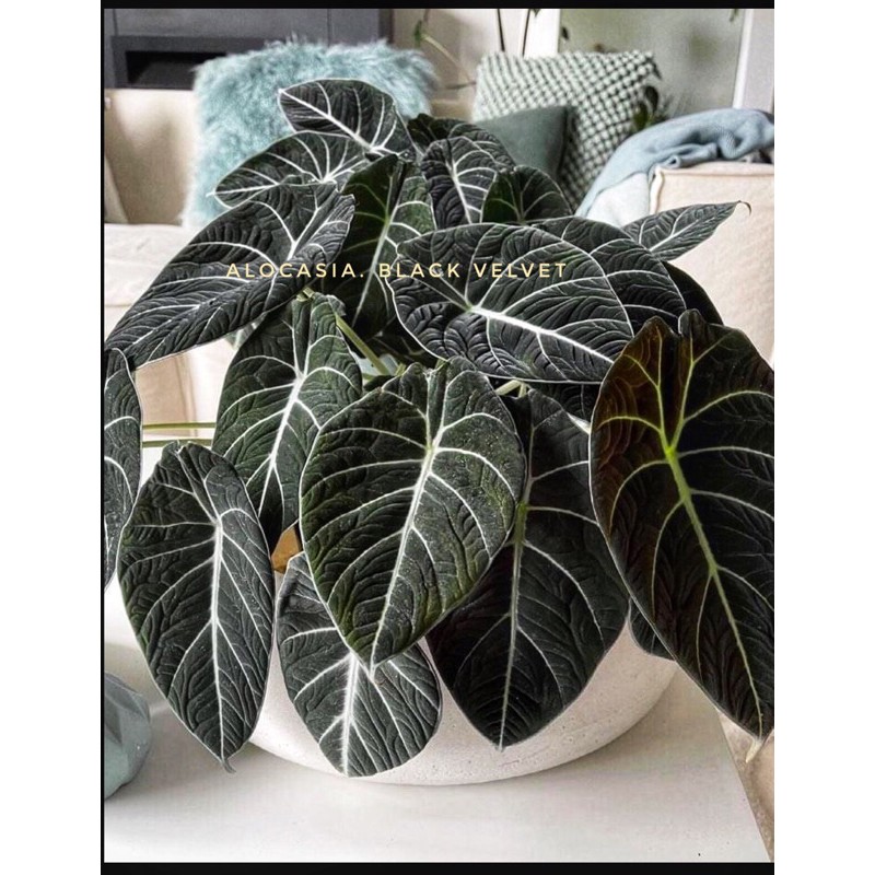 alocasia back velvet(môn nhung đen) cây nhỏ