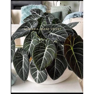 alocasia back velvet(môn nhung đen) cây lớn