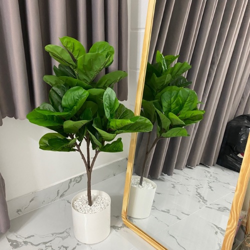 Cây bàng sinh cao 1m sẵn sll Decor không gian cam kết chất lượng