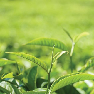 Trà Xanh lon thiếc Cầu Đất Farm (100g)