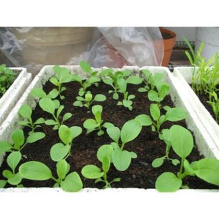 Đất trồng cây - Đất sạch giàu dinh dưỡng hữu cơ trồng cây đa dụng - bao 5dm3