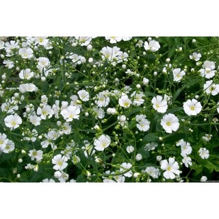 [Hạt mới t10.2019 - hoa Tết đẹp] Gói 100 hạt giống hoa baby trắng trồng chậu - Gypsophila Gypsy / Baby breath - Nanuseed