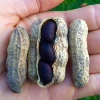 Hạt giống lạc đen Kokuma