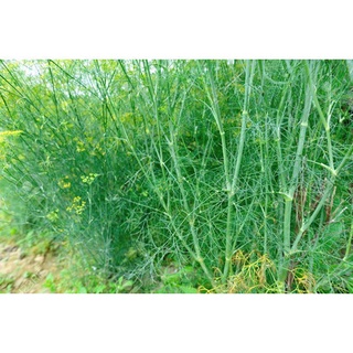Hạt giống rau thì là - gói 5 gram
