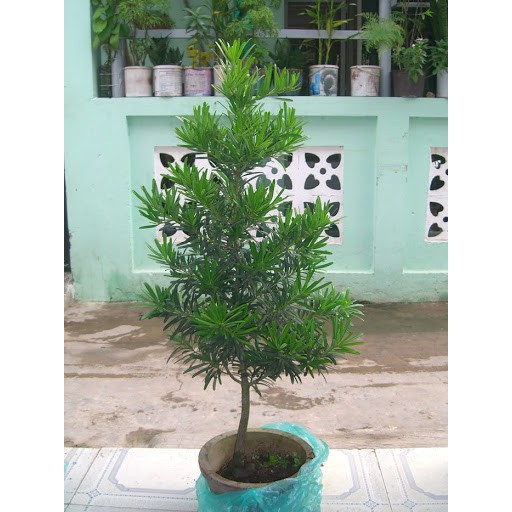 BẦU CÂY GIỐNG TÙNG KIM CƯƠNG