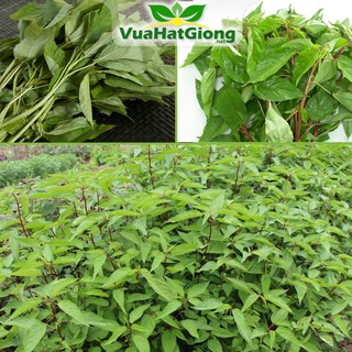 Hạt Giống Rau Đay Xanh Nhiều Dinh Dưỡng, Năng Suất Cao