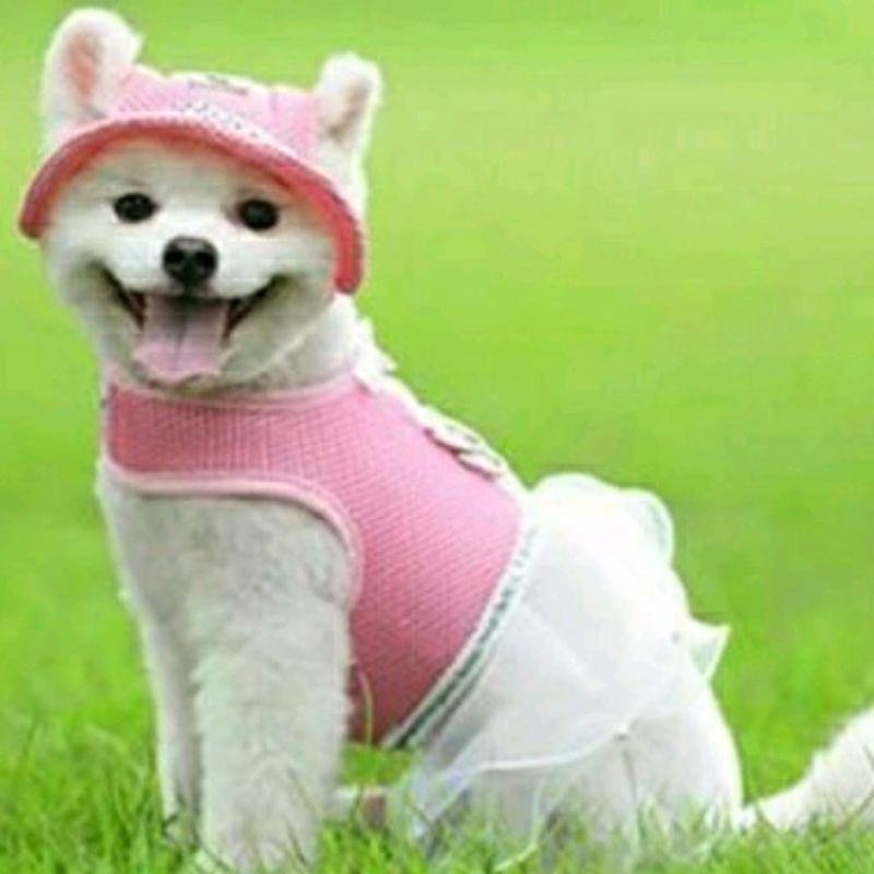 Nón tai bèo cho chó mèo nhiều size
