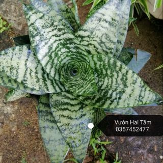 Cây lưỡi hổ mèo siêu đẹp