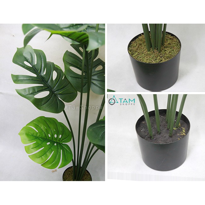 [CAO CẤP - Y THẬT] Cây Monstera trầu bà lá rùa xẻ giả loại 01 F-CHGL-11 SIZE NHỎ VÀ TRUNG