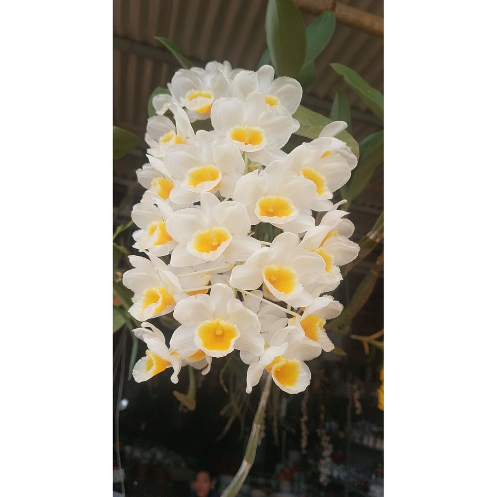 Hoa Lan Thủy Tiên