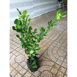 🍋 Trúc An Giang .... Trúc hấp Gà An Giang