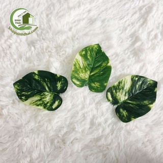 Lá trầu bà màu xanh - phụ kiện chụp hình ảnh sản phẩm
