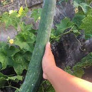 Gói 10 hạt Hạt giống cây Bí Sặt (Bí Đao, Bí Xanh)