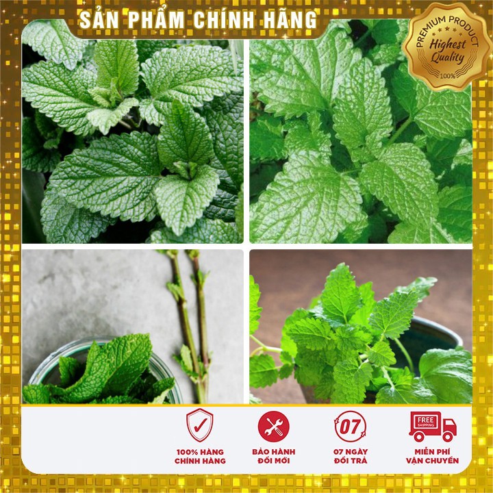 Hạt giống cây bạc hà âu( gia vị) 0,1gr