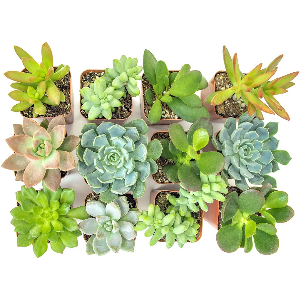 HẠT GIỐNG SEN ĐÁ CÁC LOẠI DỄ TRỒNG MIX Cây Mọng Nước (Cây Trồng Chậu trồng cây bằng đất | Cây mọng nước sống để bàn)