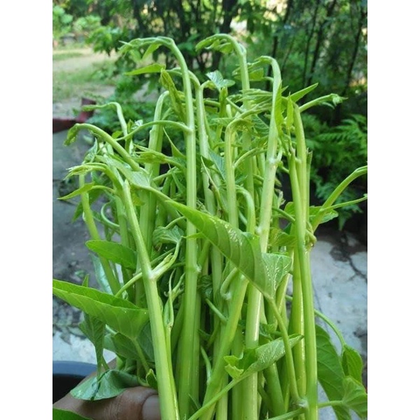 Hạt giống rau muống siêu ngọn Thái Lan 10gr, rau muống chum, rau muống nước