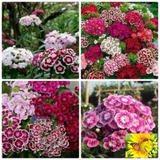 Gói 50 Hạt giống hoa cẩm nhung