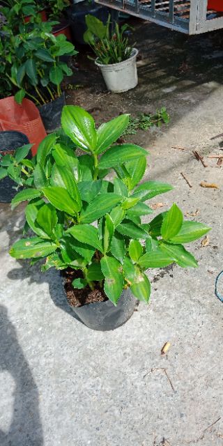 Cây phúc lộc thọ