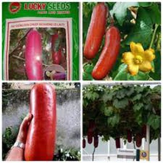 Hạt giống dưa chuột đỏ khổng lồ (3h)