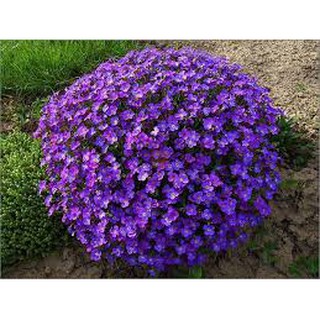 Hoa tím Violet queen Hoa tím nữ hoàng
