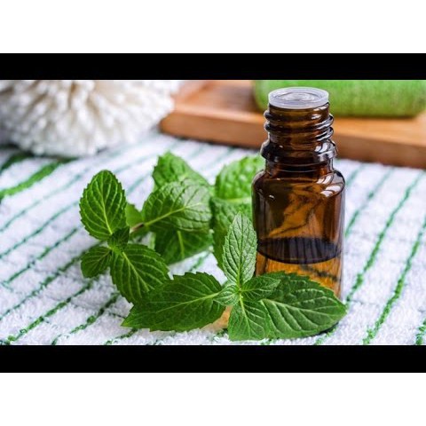 Tinh Dầu Húng Quế Thiên Nhiên giảm căng thẳng, khử mùi, đuổi côn trùng Basil Essential Oil AloAroma
