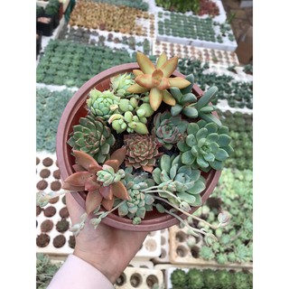 COMBO 10 cây 10 loại sen vỉ mini <ngẫu nhiên>