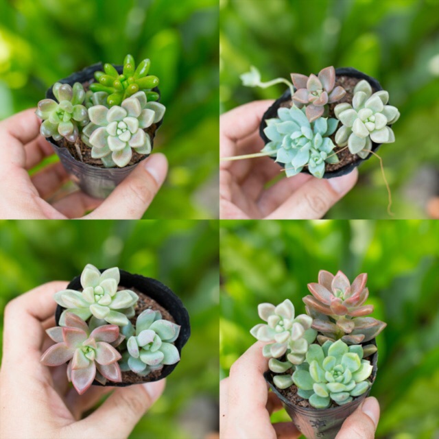 Sen đá mix 3 nhánh ngẫu nhiên 3-5cm