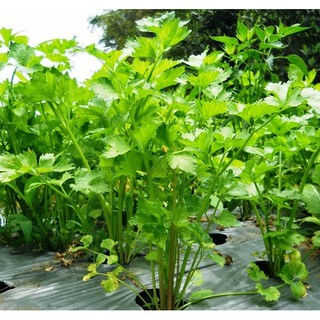 Chậu Rau Cần Tây