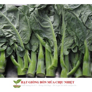 Hạt giống cải rổ