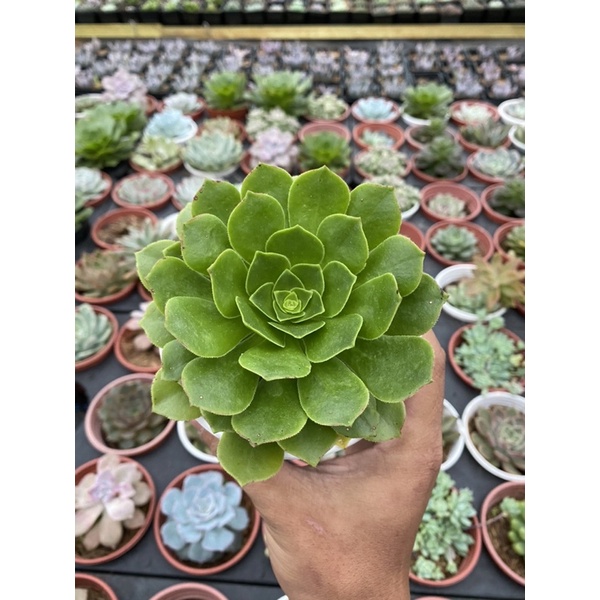 🪴🪴Sen đá Aeonium Xanh🌵🌵🌵