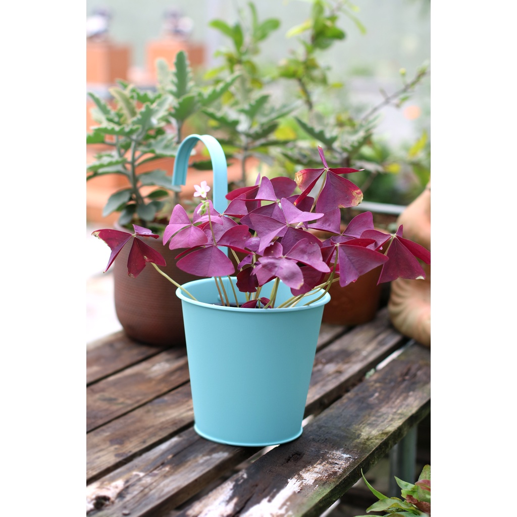 Chậu Treo Ban công, Cổng nhà - Phong Cách Châu Âu