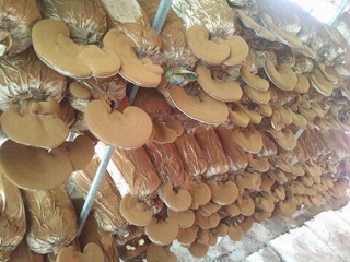300gram Linh chi sấy khô