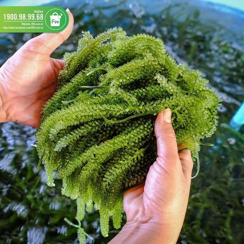 Rong Nho Trường thọ cao cấp Xuất khẩu( Hộp 400gr 20 gói + tặng 20 gói sốt mè rang) | BigBuy360 - bigbuy360.vn