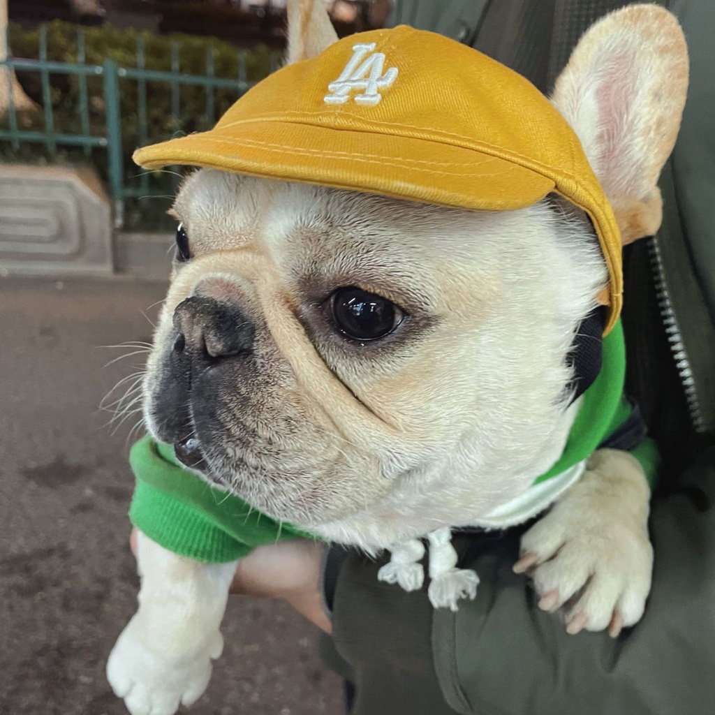 Pet dog hat small dog teddy bear sun hat cat puppy baseball cap