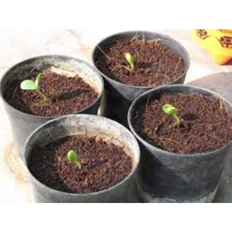 Gói 50 hạt giống dưa hấu lai F1