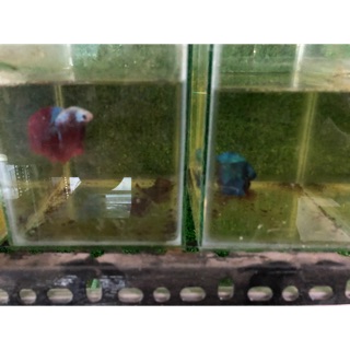Betta Food-Halfmoon