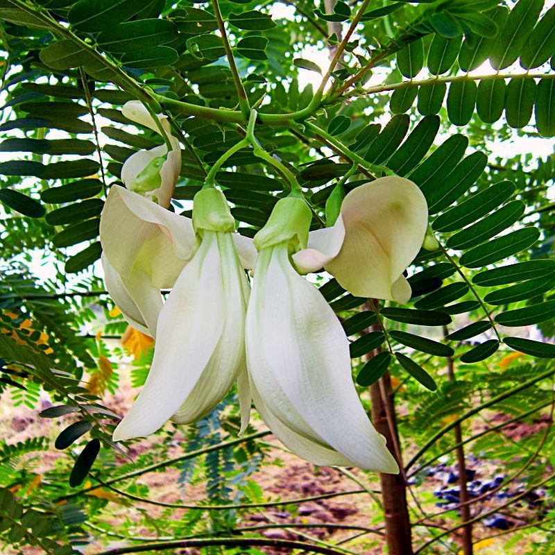 2gr HẠT GIỐNG CÂY SO ĐŨA