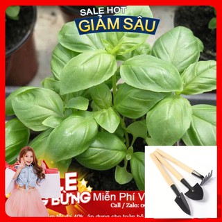 Hạt Giống Húng Tây -100 Hạt / Gói - Tặng Kèm Bộ Dụng Cụ Trồng Cây Mini