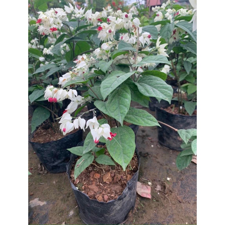 Cây Ngọc Nữ Cao 35-40cm Hoa Đẹp Nở Quanh Năm Trang Trí Sân vườn