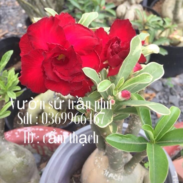 Hoa Sứ Cẩm Thạch