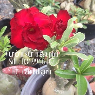 Hoa Sứ Cẩm Thạch