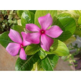 Cây hoa dừa cạn(cây lớn)