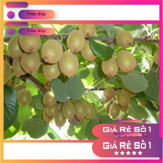 Hạt giống Kiwi