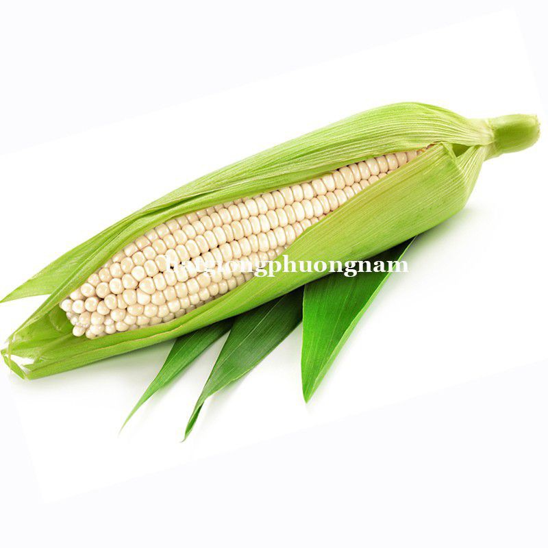 giống ngô nếp lai f1hn88 rẻo thơm ngon gói 20g