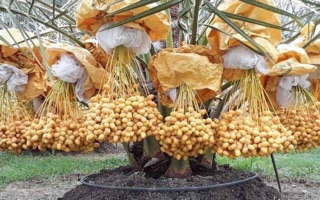 Chà là lùn siêu quả
