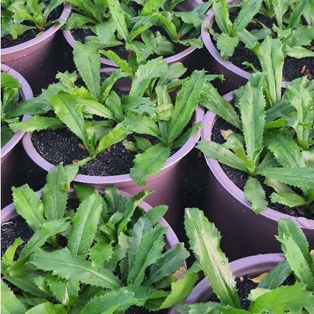 Rau chậu Ngò gai TACY'S GARDEN 100% rau sạch nhà vườn trồng