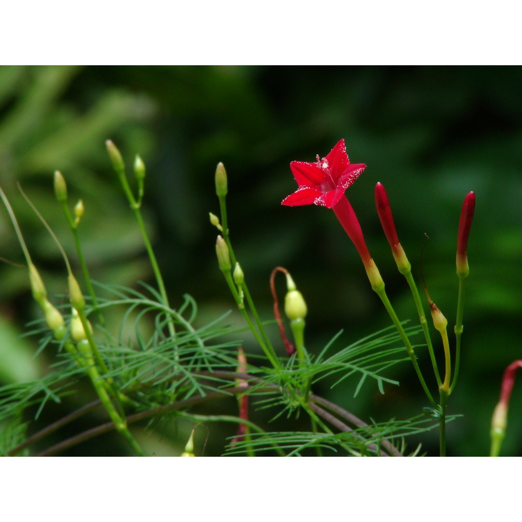 Chậu cây dây leo tóc tiên, dây leo giàn, hoa sao leo, Ipomoea quamoclit L - UtNho