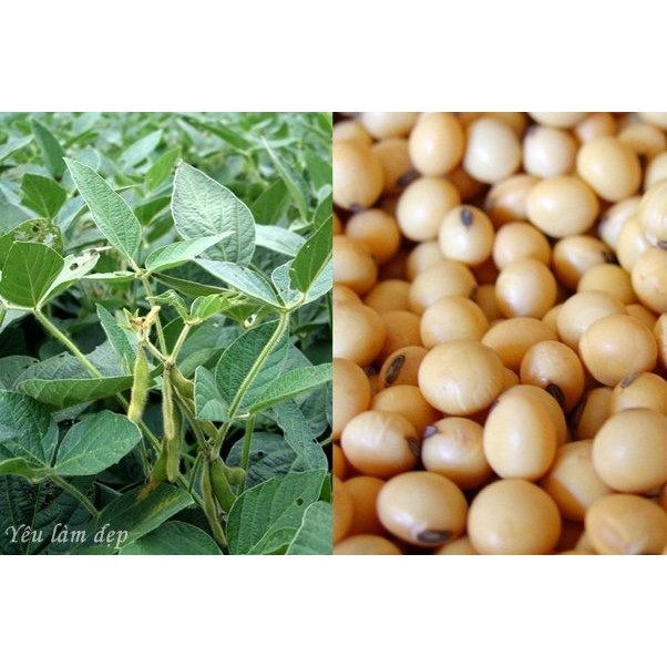 Sáp Đậu nành (Soy wax)