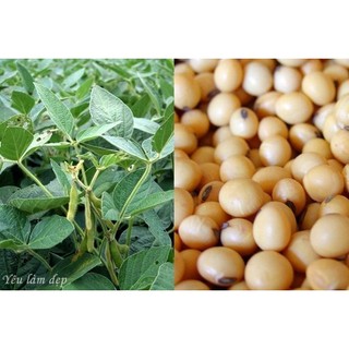 Sáp Đậu nành (Soy wax) tan trong dầu
