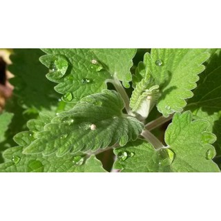 Chậu cây Bạc Hà Mèo - Catnip - Cat Mint